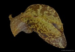 Aplysia oculifera•&copy; CMBS photography team•All Rights Reserved