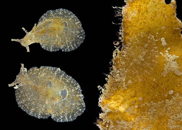 Phyllaplysia sp. "1"•&copy; Rene Ong•All Rights Reserved