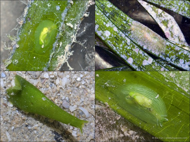 Phyllaplysia sp. "c8f771e1"•&copy; Ria Tan•All Rights Reserved
