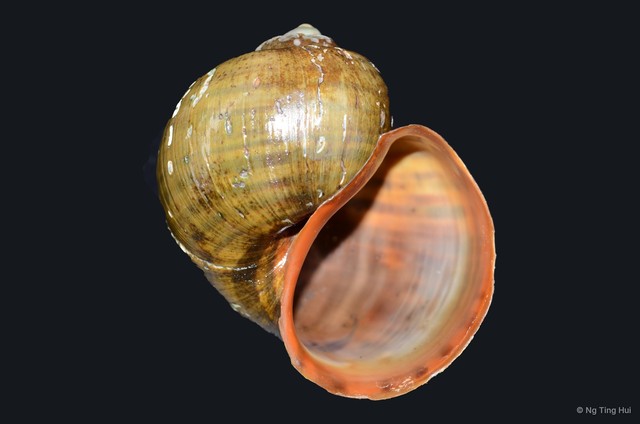 Pomacea canaliculata•&copy; Ng Ting Hui•All Rights Reserved