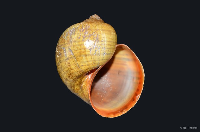 Pomacea maculata•&copy; Ng Ting Hui•All Rights Reserved