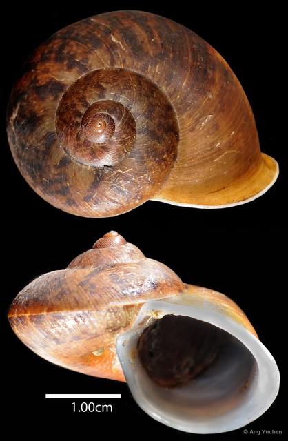 Cyclophorus aquilus•&copy; Ang Yuchen•All Rights Reserved