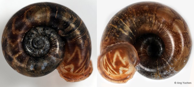 Opisthoporus singaporeanus•&copy; Ang Yuchen•All Rights Reserved