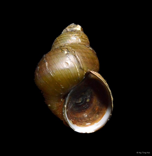 Filopaludina sumatrensis peninsularis•&copy; Ng Ting Hui•All Rights Reserved