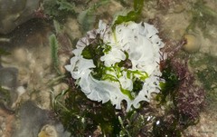 Polybranchia orientalis•&copy; Rene Ong•All Rights Reserved