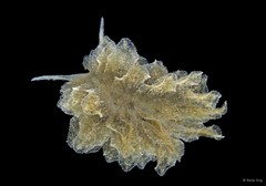 Polybranchia orientalis•&copy; Rene Ong•All Rights Reserved