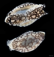 Philinopsis sp. "cf. pilsbryi"•&copy; Rene Ong•All Rights Reserved
