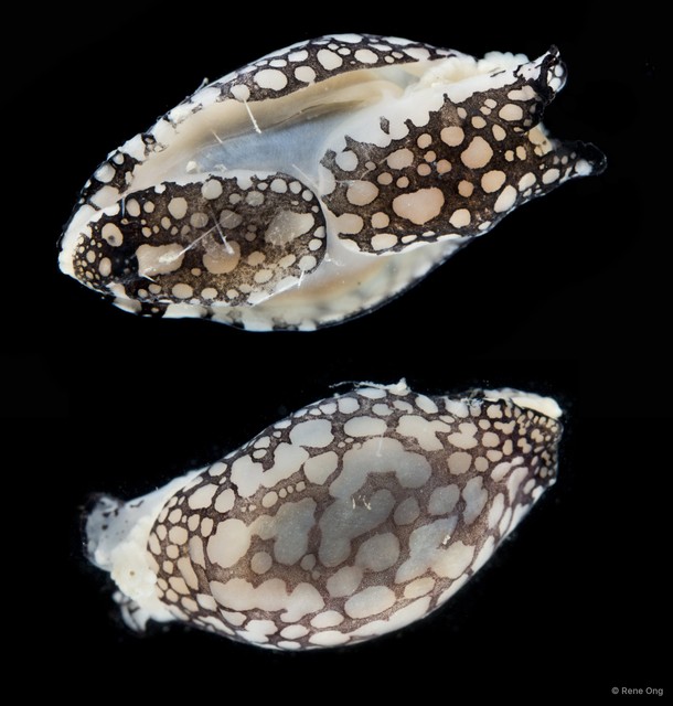 Philinopsis sp. "cf. pilsbryi"•&copy; Rene Ong•All Rights Reserved