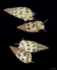 Cerithium alutaceum•&copy; Rene Ong•All Rights Reserved