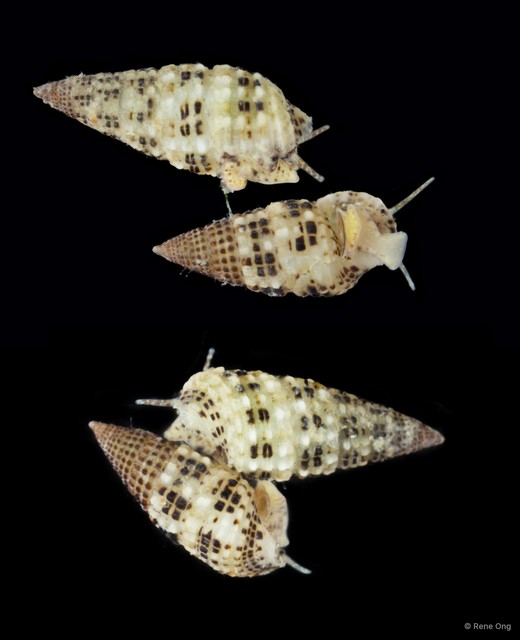 Cerithium alutaceum•&copy; Rene Ong•All Rights Reserved