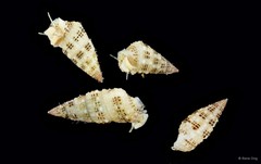 Cerithium alutaceum•&copy; Rene Ong•All Rights Reserved