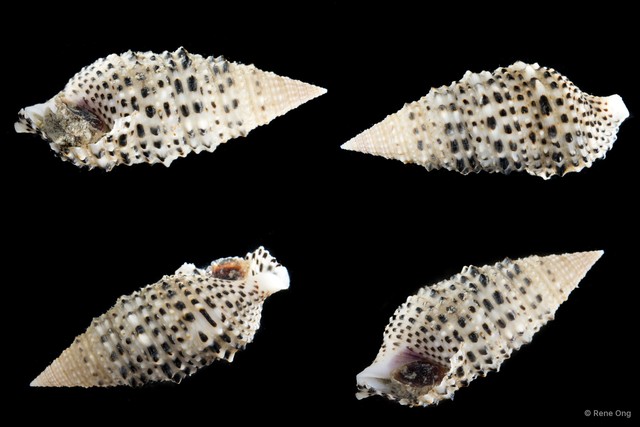 Cerithium zonatum•&copy; Rene Ong•All Rights Reserved
