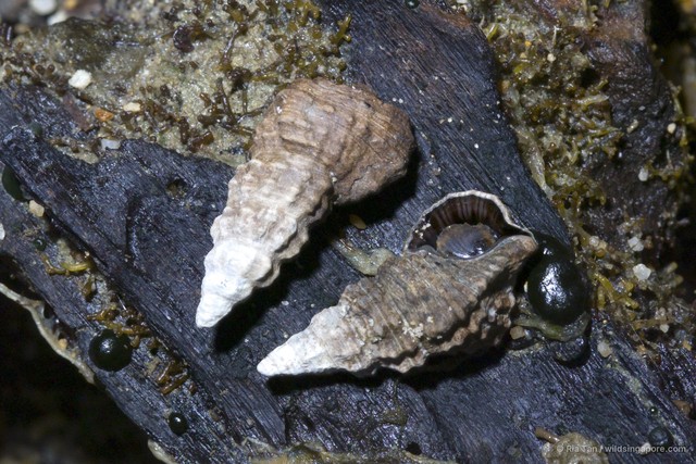 Clypeomorus pellucida•&copy; Ria Tan•All Rights Reserved