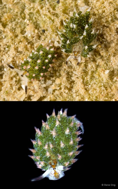 Costasiella sp. "1"•&copy; Rene Ong•All Rights Reserved