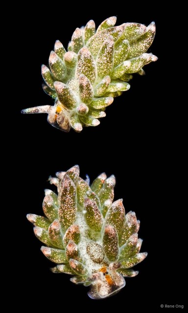 Costasiella sp. "2"•&copy; Rene Ong•All Rights Reserved