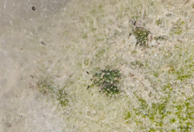 Costasiella sp. "912ca857"•&copy; Rene Ong•All Rights Reserved