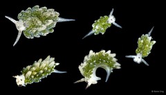 Costasiella sp. "SS-1930"