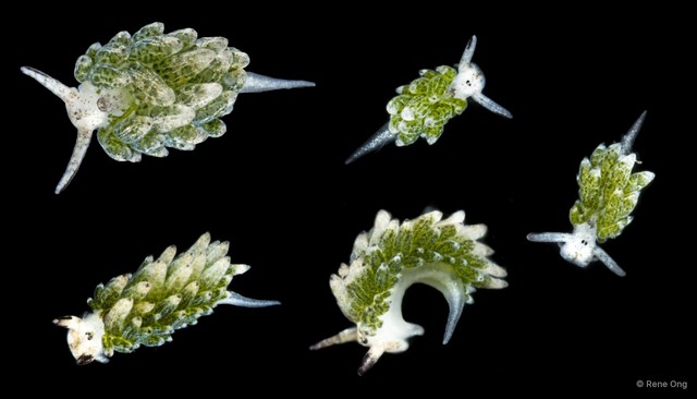 Costasiella sp. "SS-1930"•&copy; Rene Ong•All Rights Reserved