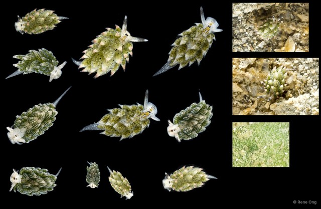 Costasiella sp. "SS-4177"•&copy; Rene Ong•All Rights Reserved