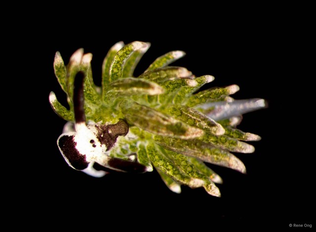 Costasiella usagi•&copy; Rene Ong•All Rights Reserved