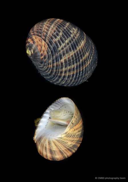 Nerita sp. "JS-0187"•&copy; CMBS photography team•All Rights Reserved