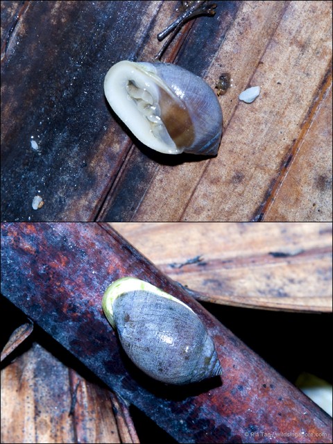 Cassidula sp. "05f9ef70"•&copy; Ria Tan•All Rights Reserved