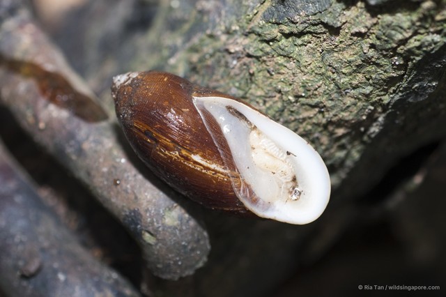 Ellobium aurisjudae•&copy; Ria Tan•All Rights Reserved