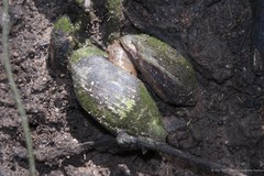 Ellobium aurismidae (Linnaeus, 1758)