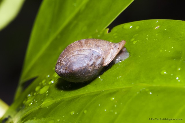 Pythia sp. "05f9ef76"•&copy; Ria Tan•All Rights Reserved