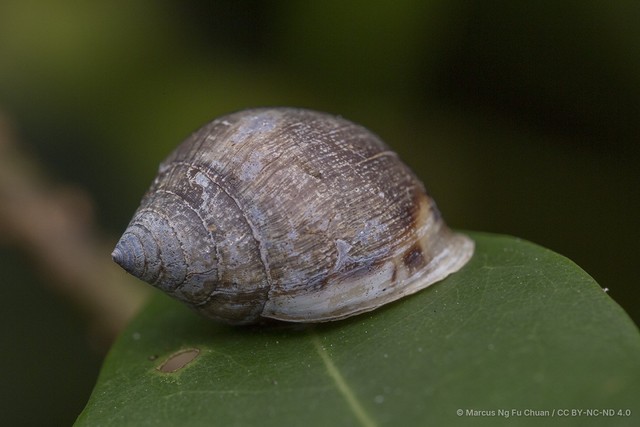 Pythia cecillii•&copy; Marcus Ng Fu Chuan•CC BY-NC-ND 4.0