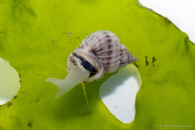 Epitoniidae sp. "05f9ef7f"•&copy; Ria Tan•All Rights Reserved