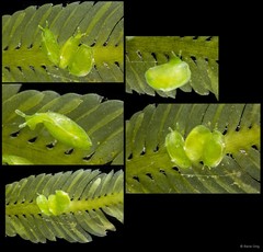 Edenttellina singaporensis•&copy; Rene Ong•All Rights Reserved