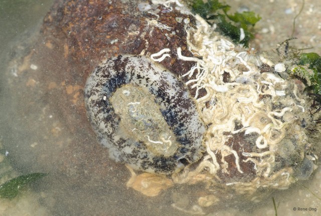 Fissurellidae sp. "Hoof-shield limpet"•&copy; Rene Ong•All Rights Reserved
