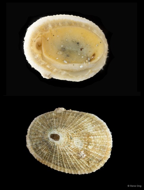 Fissurellidae sp. "Keyhole limpet 2"•&copy; Rene Ong•All Rights Reserved