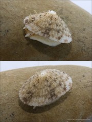 Diodora singaporensis•&copy; Ria Tan•All Rights Reserved