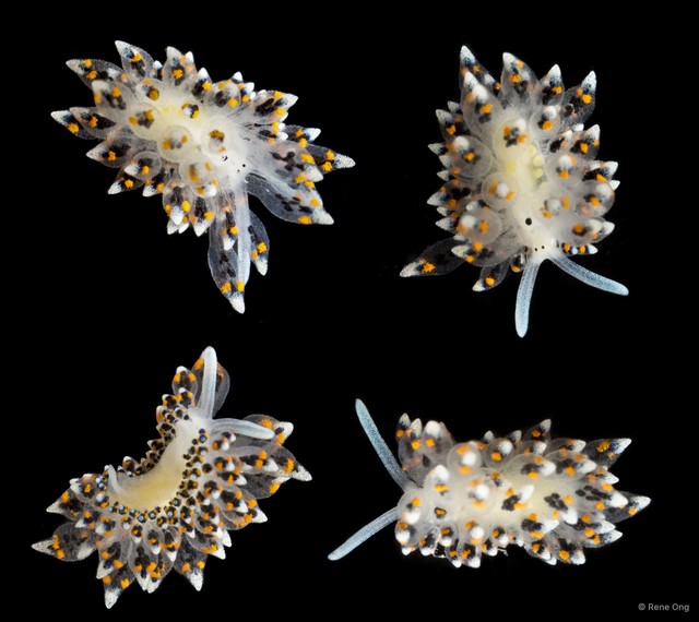 Stiliger sp. "cf. SUB-1698"•&copy; Rene Ong•All Rights Reserved