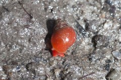 Assiminea sp. "05f9ef4f"•&copy; Ria Tan•All Rights Reserved