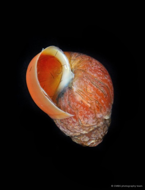Assiminea sp. "2"•&copy; CMBS photography team•All Rights Reserved