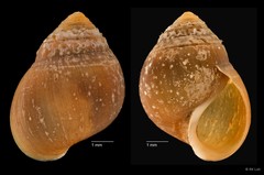 Assiminea sp. "cf. brevicula ZRCBDP0004713"