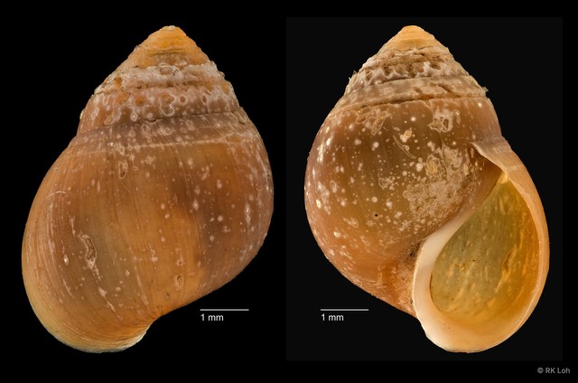 Assiminea sp. "cf. brevicula ZRCBDP0004713"•&copy; RK Loh•All Rights Reserved