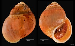 Assiminea sp. "cf. brevicula ZRCBDP0004717"•&copy; RK Loh•All Rights Reserved