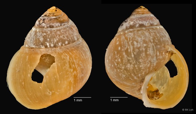 Assiminea sp. "cf. brevicula ZRCBDP0004718"•&copy; RK Loh•All Rights Reserved