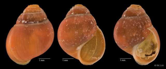 Assiminea sp. "cf. brevicula ZRCBDP0004730"•&copy; RK Loh•All Rights Reserved