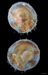 Desmaulus extinctorium•&copy; Rene Ong•All Rights Reserved