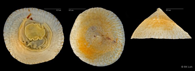Desmaulus extinctorium•&copy; RK Loh•All Rights Reserved