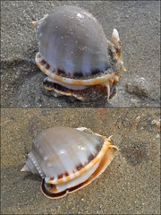 Phalium glaucum•&copy; Rene Ong•All Rights Reserved