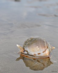 Phalium glaucum•&copy; Rene Ong•All Rights Reserved