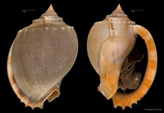 Phalium glaucum•&copy; Rebecca K Loh•All Rights Reserved