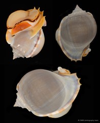 Phalium glaucum•&copy; CMBS photography team•All Rights Reserved