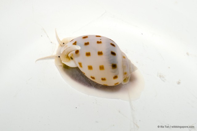 Semicassis bisulcata•&copy; Ria Tan•All Rights Reserved